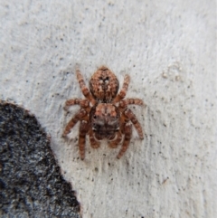 Servaea sp. (genus) at Cook, ACT - 26 Feb 2018