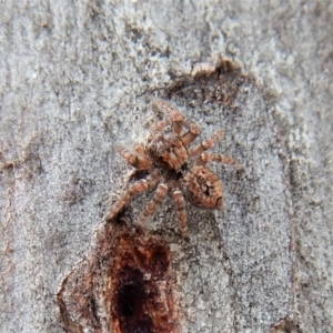 Servaea sp. (genus) at Cook, ACT - 26 Feb 2018