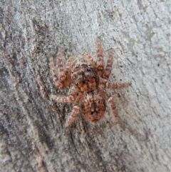 Servaea sp. (genus) at Cook, ACT - 26 Feb 2018 11:56 AM