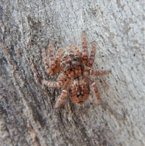 Servaea sp. (genus) at Cook, ACT - 26 Feb 2018 11:56 AM