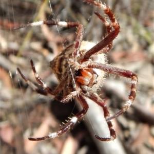 Hortophora sp. (genus) at Cook, ACT - 26 Feb 2018