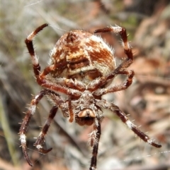 Hortophora sp. (genus) at Cook, ACT - 26 Feb 2018