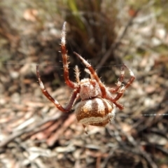 Hortophora sp. (genus) at Cook, ACT - 26 Feb 2018 12:19 PM