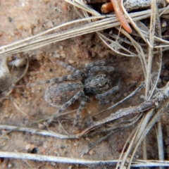 Lycosidae sp. (family) (Unidentified wolf spider) at Cook, ACT - 26 Feb 2018 by CathB