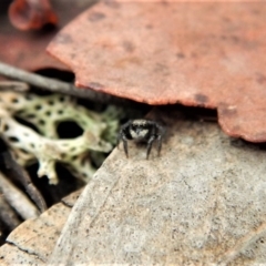 Salpesia (genus) (Salpesia Jumping Spider) at Belconnen, ACT - 26 Feb 2018 by CathB