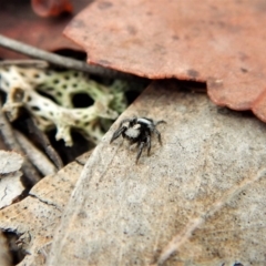 Salpesia sp. (genus) at Belconnen, ACT - 26 Feb 2018 12:37 PM