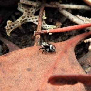 Salpesia sp. (genus) at Belconnen, ACT - 26 Feb 2018 12:37 PM