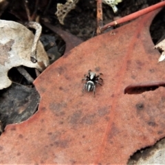 Salpesia sp. (genus) at Belconnen, ACT - 26 Feb 2018 12:37 PM