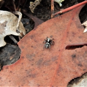 Salpesia sp. (genus) at Belconnen, ACT - 26 Feb 2018 12:37 PM