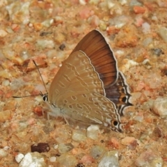 Jalmenus icilius (Amethyst Hairstreak) at Gungahlin, ACT - 26 Feb 2018 by JohnBundock