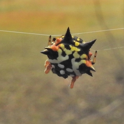 Austracantha minax (Christmas Spider, Jewel Spider) at Mulligans Flat - 26 Feb 2018 by JohnBundock