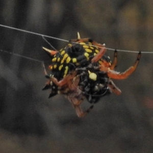 Austracantha minax at Gungahlin, ACT - 26 Feb 2018 12:40 PM