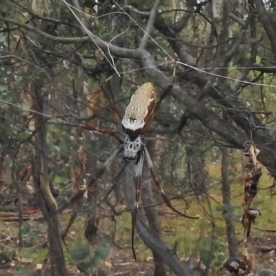 Trichonephila edulis (Golden orb weaver) at Mulligans Flat - 26 Feb 2018 by JohnBundock