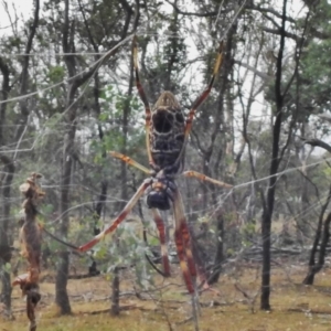 Trichonephila edulis at Gungahlin, ACT - 26 Feb 2018