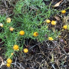 Xerochrysum viscosum (Sticky Everlasting) at Symonston, ACT - 25 Feb 2018 by CallumBraeRuralProperty