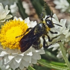 Austroscolia soror (Blue Flower Wasp) at Molonglo Valley, ACT - 23 Nov 2017 by galah681