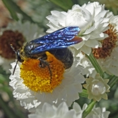 Austroscolia soror at Molonglo Valley, ACT - 23 Nov 2017