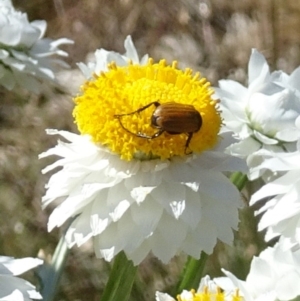 Phyllotocus rufipennis at Molonglo Valley, ACT - 23 Nov 2017 10:49 AM