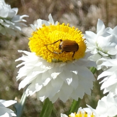 Phyllotocus rufipennis (Nectar scarab) at Sth Tablelands Ecosystem Park - 22 Nov 2017 by galah681