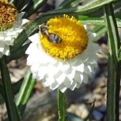 Lasioglossum (Chilalictus) sp. (genus & subgenus) (Halictid bee) at Molonglo Valley, ACT - 23 Nov 2017 by galah681