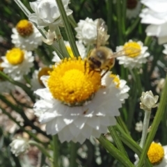 Lasioglossum (Chilalictus) sp. (genus & subgenus) at Molonglo Valley, ACT - 23 Nov 2017 10:50 AM