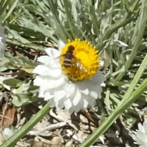 Villa sp. (genus) at Molonglo Valley, ACT - 30 Nov 2017