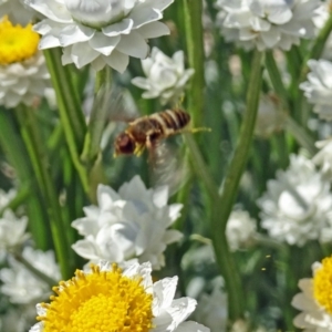 Villa sp. (genus) at Molonglo Valley, ACT - 30 Nov 2017