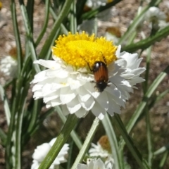 Phyllotocus navicularis (Nectar scarab) at Sth Tablelands Ecosystem Park - 30 Nov 2017 by galah681