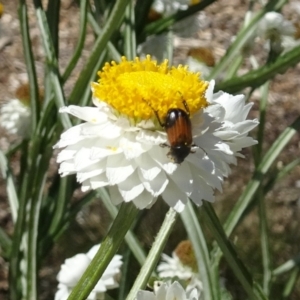 Phyllotocus navicularis at Molonglo Valley, ACT - 30 Nov 2017 11:20 AM