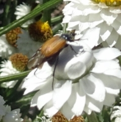 Phyllotocus navicularis at Molonglo Valley, ACT - 30 Nov 2017 11:20 AM