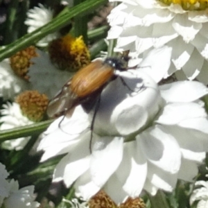 Phyllotocus navicularis at Molonglo Valley, ACT - 30 Nov 2017