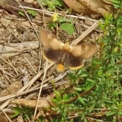 Epicoma (genus) (Unidentified Prominent moth) at Sth Tablelands Ecosystem Park - 27 Dec 2017 by galah681