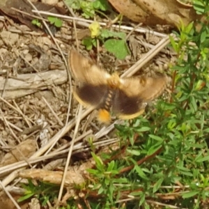 Epicoma (genus) at Molonglo Valley, ACT - 28 Dec 2017 10:06 AM