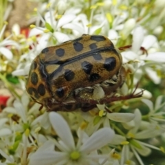 Neorrhina punctatum (Spotted flower chafer) at Molonglo Valley, ACT - 28 Dec 2017 by galah681