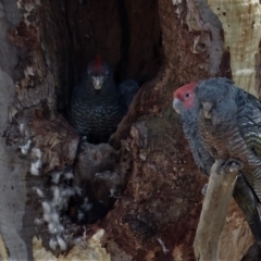 Callocephalon fimbriatum (Gang-gang Cockatoo) at GG42 - 25 Feb 2018 by ChrisDavey