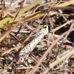 Utetheisa pulchelloides (Heliotrope Moth) at Woodstock Nature Reserve - 26 Feb 2018 by Christine