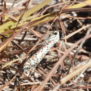 Utetheisa pulchelloides at Belconnen, ACT - 26 Feb 2018