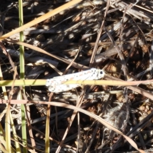 Utetheisa pulchelloides at Belconnen, ACT - 26 Feb 2018 04:40 PM