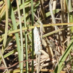 Utetheisa pulchelloides at Belconnen, ACT - 26 Feb 2018 04:40 PM