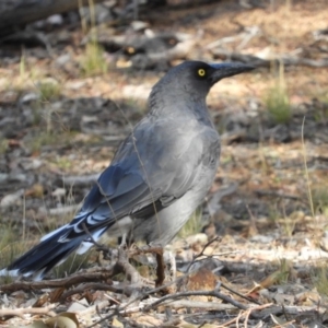 Strepera versicolor at Belconnen, ACT - 26 Feb 2018