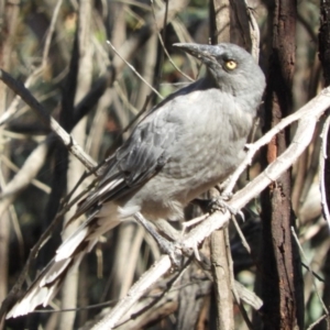 Strepera versicolor at Belconnen, ACT - 26 Feb 2018