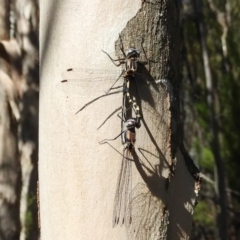 Cordulephya pygmaea (Common Shutwing) at Strathnairn, ACT - 26 Feb 2018 by Christine