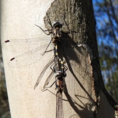 Cordulephya pygmaea at Strathnairn, ACT - 26 Feb 2018