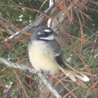 Rhipidura albiscapa (Grey Fantail) at Belconnen, ACT - 26 Feb 2018 by Christine