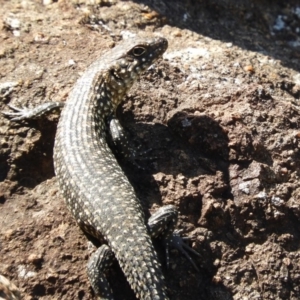 Egernia cunninghami at Belconnen, ACT - 26 Feb 2018 05:14 PM