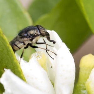 Stomorhina subapicalis at Higgins, ACT - 26 Feb 2018