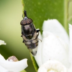 Stomorhina subapicalis at Higgins, ACT - 26 Feb 2018