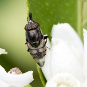 Stomorhina subapicalis at Higgins, ACT - 26 Feb 2018