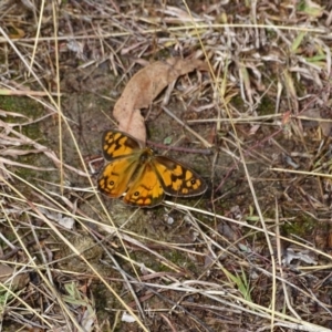 Heteronympha penelope at O'Malley, ACT - 26 Feb 2018 11:03 AM