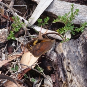 Heteronympha merope at Symonston, ACT - 26 Feb 2018